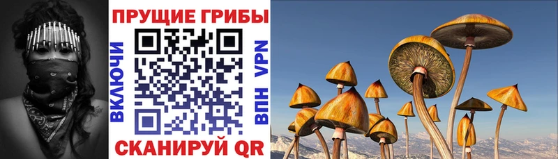 Псилоцибиновые грибы мицелий  Купить где  Невельск 